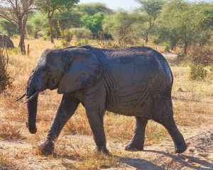 Enduimet Wildlife Management Area Elephant