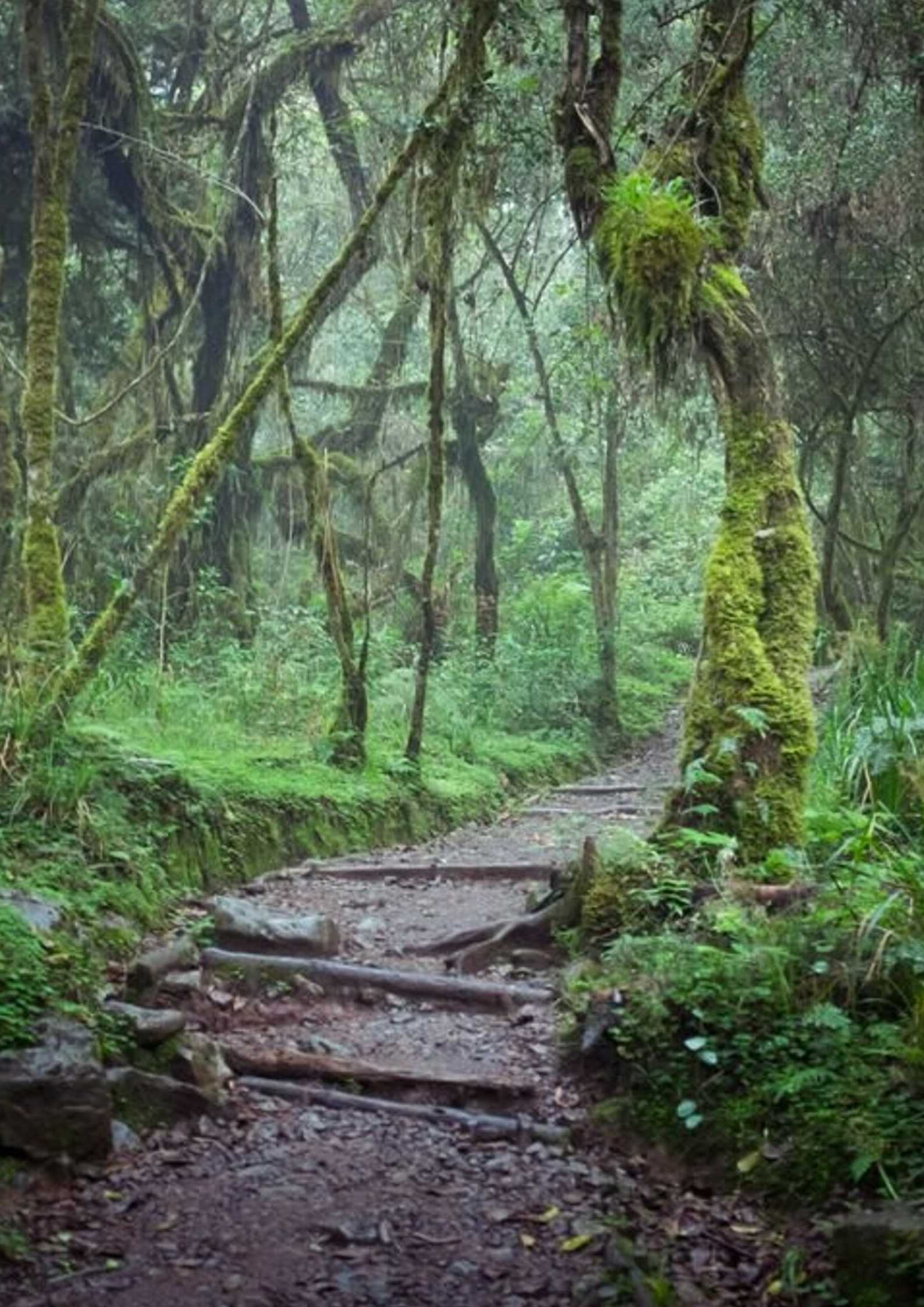 Marangu Route Rainforest 1 Marangu Route