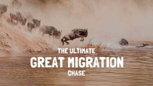 great migration safari tanzania