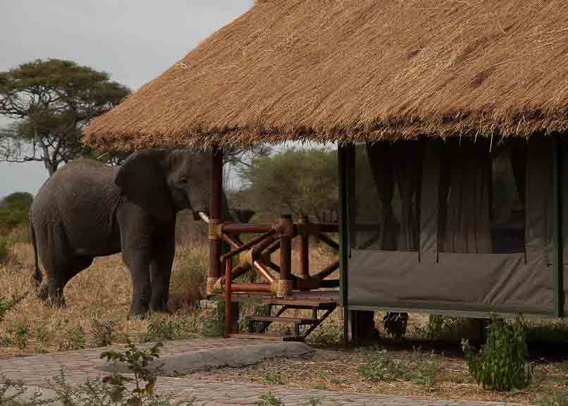 Tarangire Simba Lodge, Tanzania