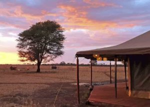 Zawadi camp serengeti