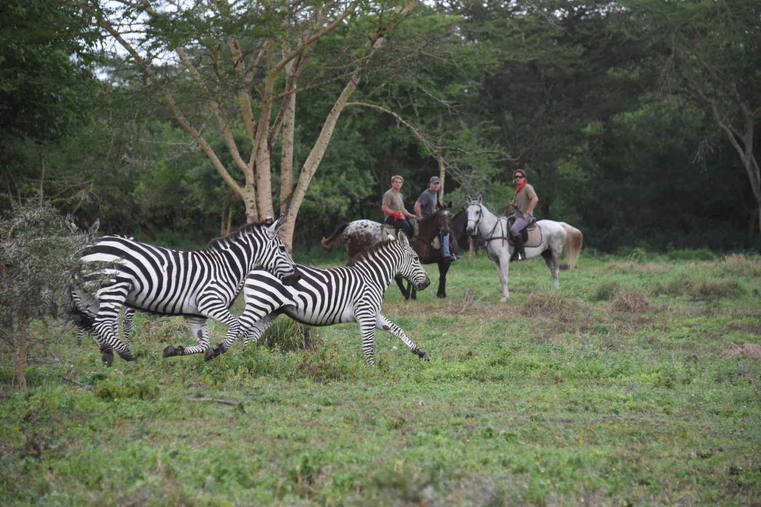 Horseback Safari Dolly Estate, Arusha, Tanzania