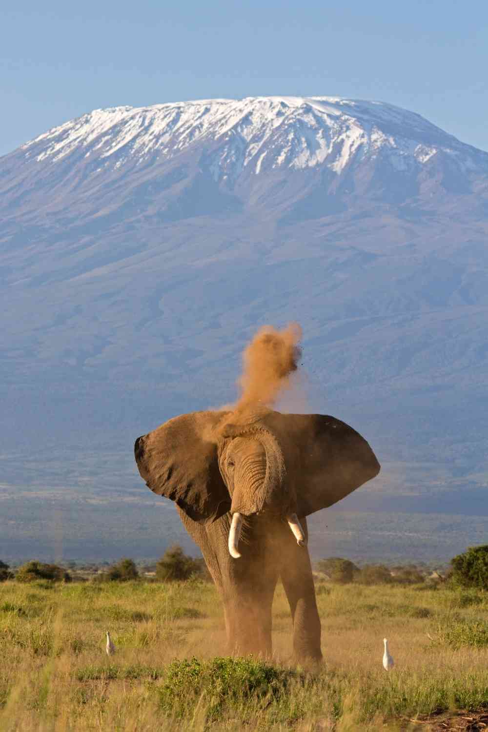 Elephant on Kilimanjaro Marangu Route Kilimanjaro Marangu Route