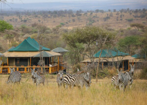 Sound of nature, Serengeti, Tanzania