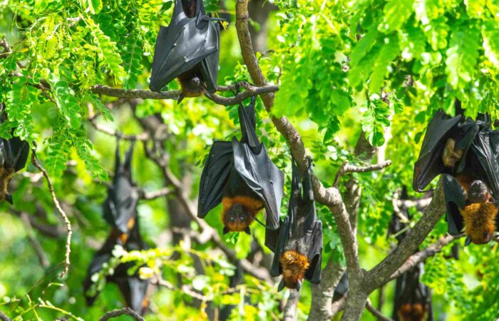 Chole Island Tour, Mafia Island, Tanzania