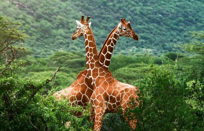 Crater Rim Walk, Ngorongoro Conservation Area, Tanzania