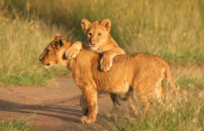 Fly in safari Nyerere daytrip