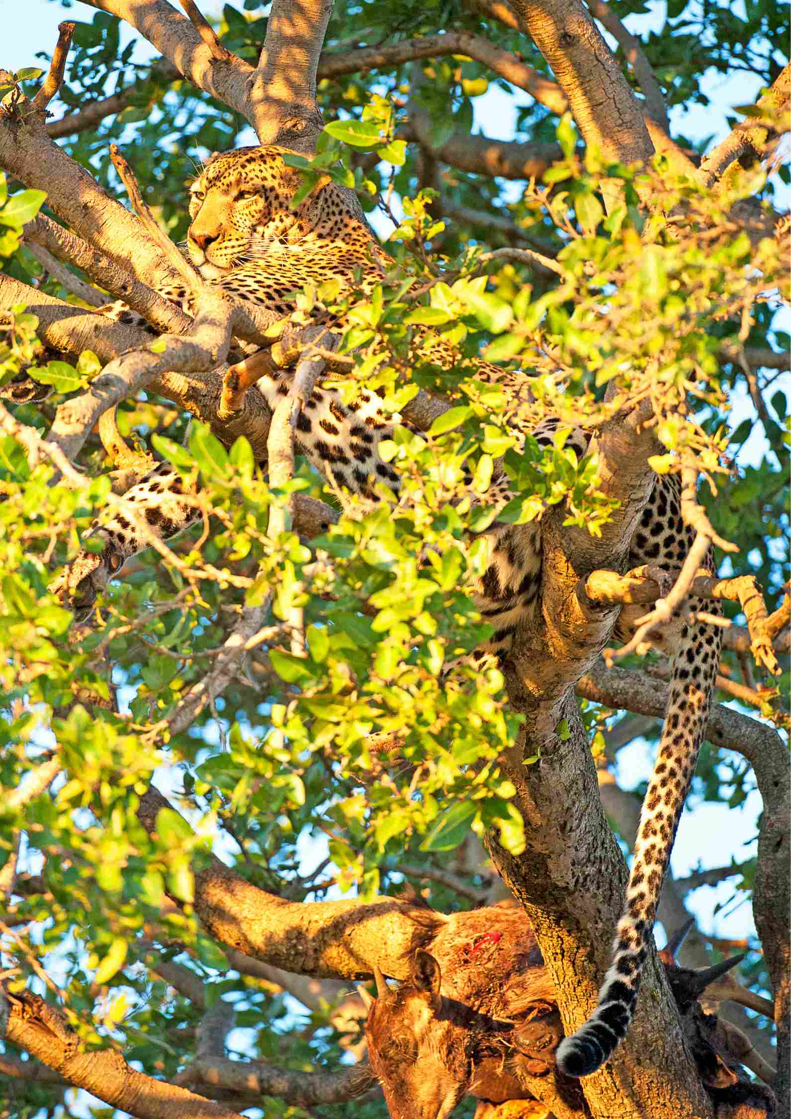 Leopard in tree Tanzania in May