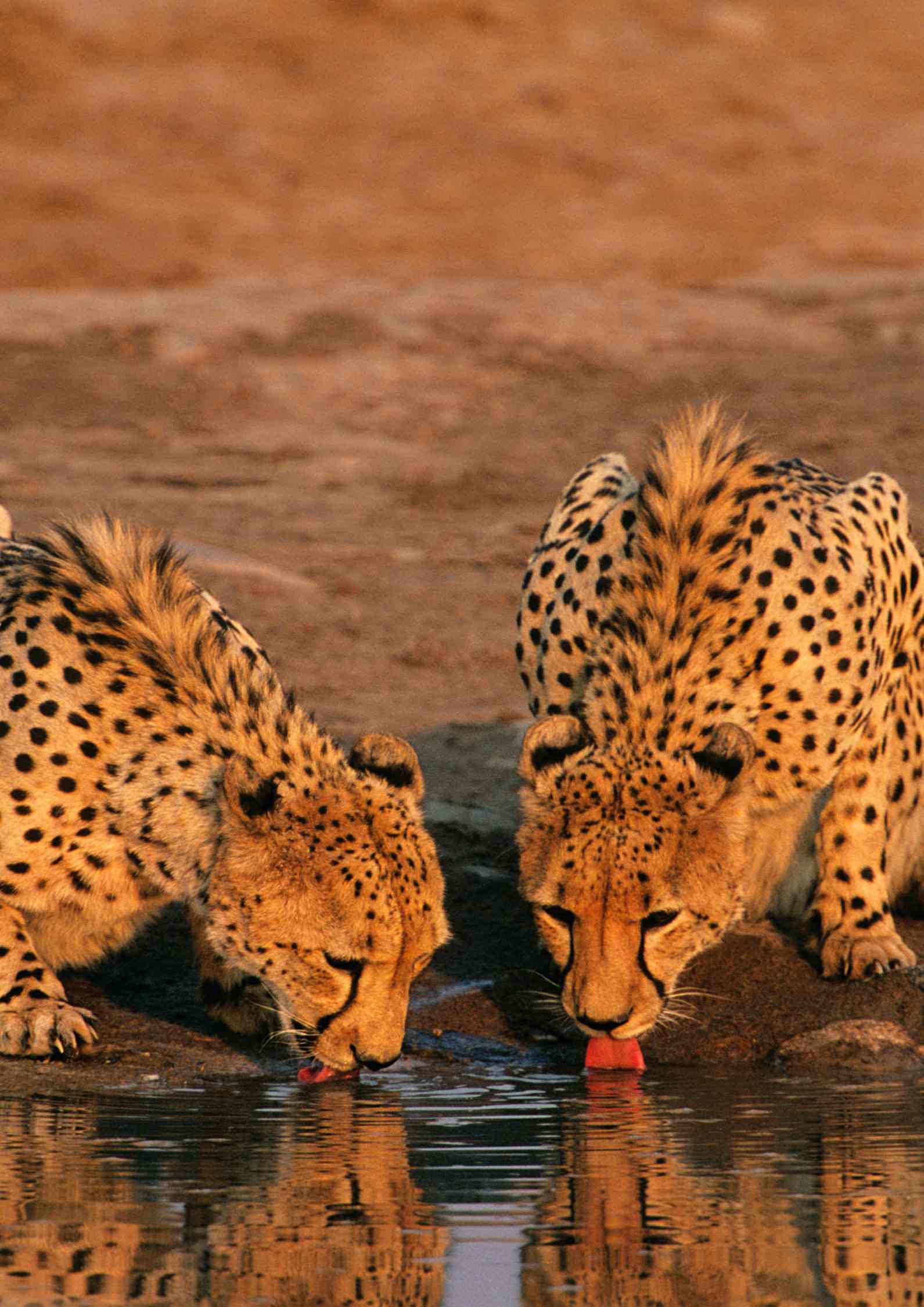 Cheetahs drinking Tanzania in September