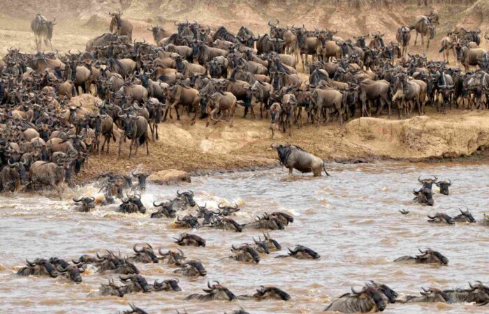 Wildebeests crossing Mara Tanzania in September